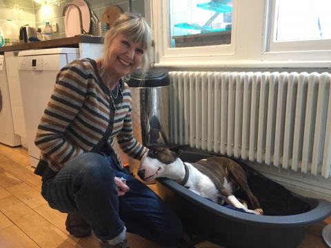 Gertie the English Bull Terrier