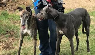 Gracie and Blu the Greyhounds