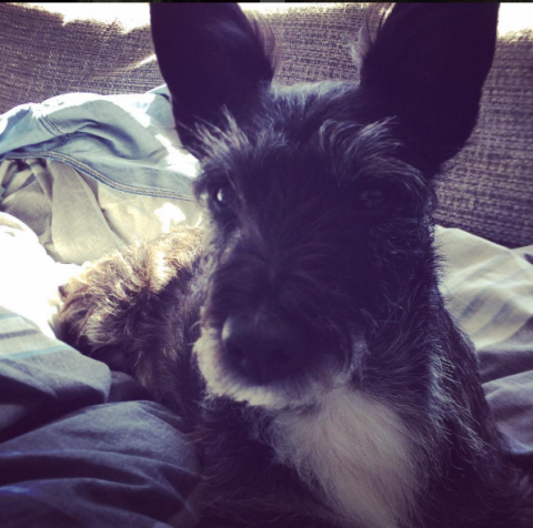 Hamish the Scottish Terrier Cross