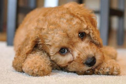 Harry the Cavapoo