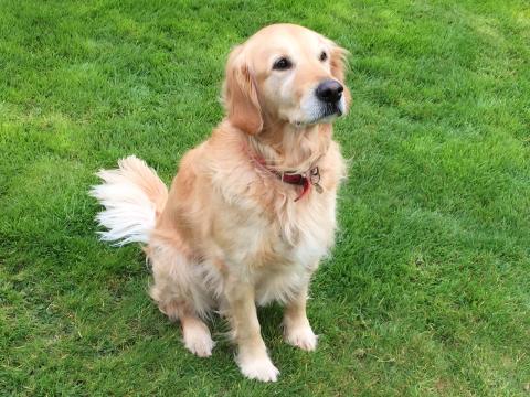 Heidi the Golden Retriever