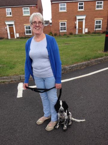 Marmite the Springer Spaniel