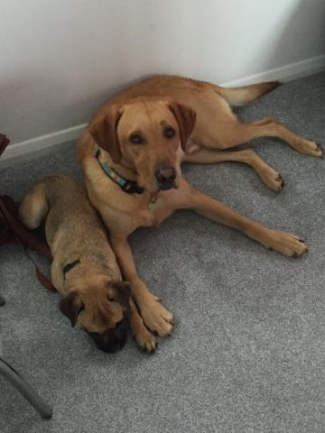 Sonny the Labrador and Frankie the Jug