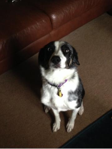 Jess the Collie
