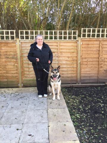 Kia and Khan the German Shepherds