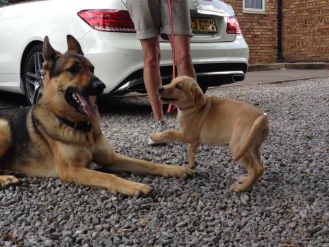 Lexi the Labrador with Boy, Sally's dog