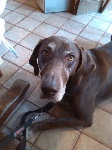 Lola the short haired German Pointer