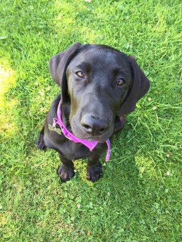 Lucie the Black Labrador