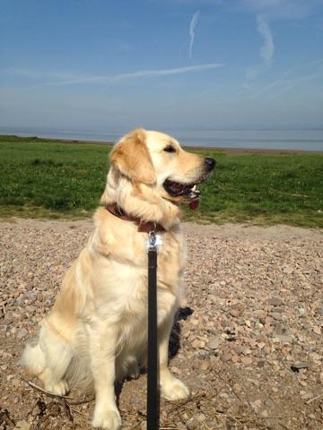 Maggie the Golden Retriever