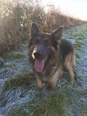 Meeko the German Shepherd