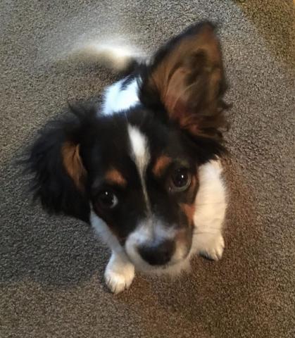 Molly the Chihuahua Cross