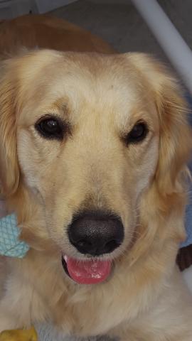 Maggie the Golden Retriever