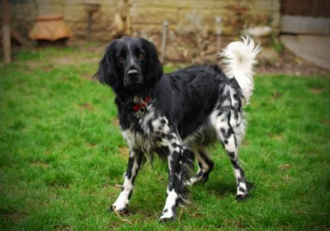 Libby the Munsterlander