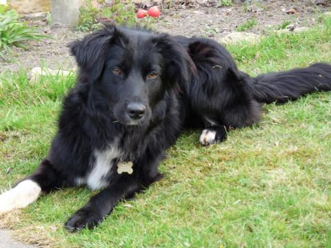Nana the Border Collie