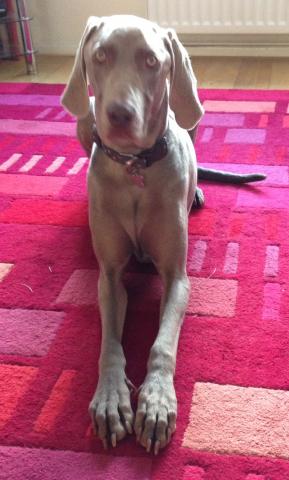 Oscar the Weimaraner