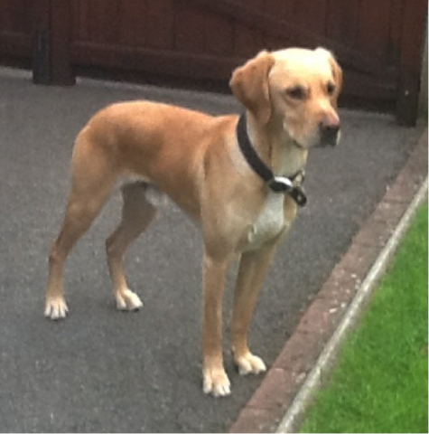 Ozzie the Labrador Cross