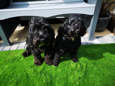 Ozzy and Dylan – cockapoo brothers