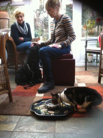 Sam the Cocker Spaniel