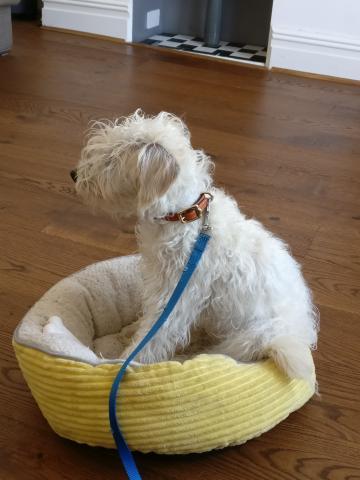 Scruff the Schnoodle