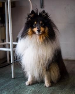 Sonny the Shetland Sheepdog