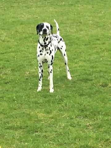 Stanley the Dalmatian