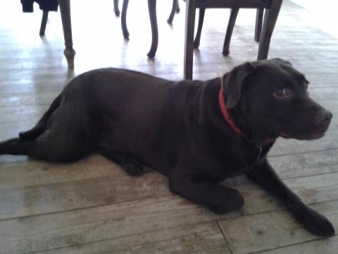 Tara the Labrador
