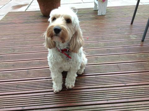 Winnie the Cockapoo