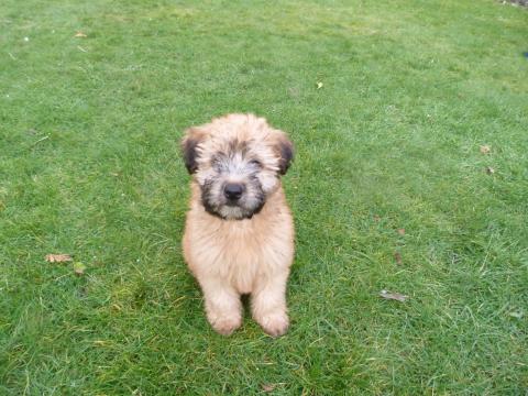 Winston the Wheaten terrier