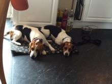 Reggie and Nellie the Beagles