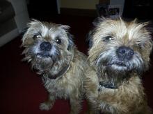 Jake and Bo the Border Terriers