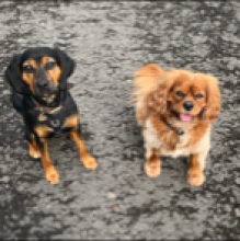 Padfoot the Rescue and Ron the King Charles Spaniel