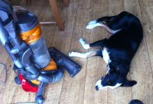 Jess the border Collie relaxed by the hoover
