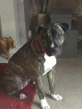 Ruby the Staffie