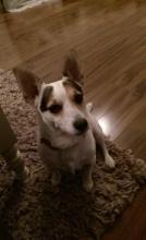 Tilly the Jack Russell